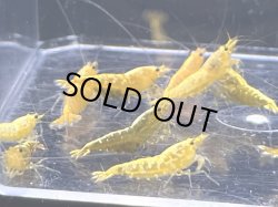 画像1: 041　K【スプリットタイムセール】抱卵2匹含むゴールドギャラクシーブリードセット プラケース内丸ごとセット