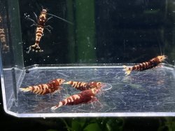 画像2: 044　K【スプリットタイムセール】DEEP RED NANACY 全部アダルトメス プラケース内丸ごとセット