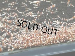 画像1: 045　H【スプリットタイムセール】画像水槽からランダム ちびっこレッドビー100匹セット