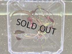 画像1: 033　A【スプリットタイムセール】草