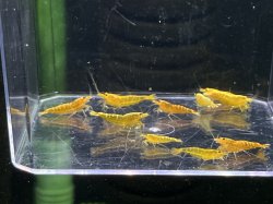 画像2: 047　K【スプリットタイムセール】ゴールドギャラクシー プラケース内丸ごとセット