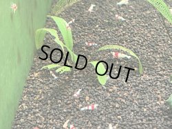 画像1: 035　A【スプリットタイムセール】草