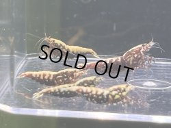 画像1: 043　K【スプリットタイムセール】DEEP RED GALAXY 全部アダルトメス プラケース内丸ごとセット