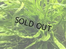 画像2: 040　A【スプリットタイムセール】ミクロソリウム大株（サイズ参考 水槽は60センチ規格）