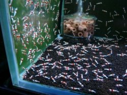 画像2: PRLレッドビー小さめ ハイグレード 50匹セット