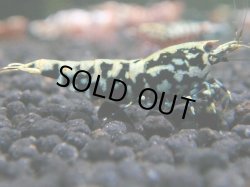 画像1: 074　R 【年末スペシャル！】ここから狙って！新種系色々MIX フライングお宝コスパ50連発！