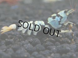 画像1: 055　R 【年末スペシャル！】ここから狙って！新種系色々MIX フライングお宝コスパ50連発！