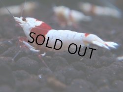 画像1: 026　H 【年末スペシャル！】色濃いモスラ系！えび繁のレッドビー！