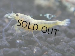 画像1: 100　R 【年末スペシャル！】ここから狙って！新種系色々MIX フライングお宝コスパ50連発！