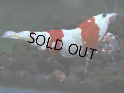 画像1: 039　H 【年末スペシャル！】バンドを極めた三好池のトシのレッドビー！