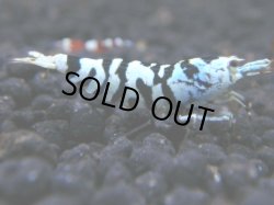 画像1: 098　R 【年末スペシャル！】ここから狙って！新種系色々MIX フライングお宝コスパ50連発！