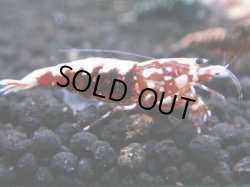 画像1: 071　R 【年末スペシャル！】ここから狙って！新種系色々MIX フライングお宝コスパ50連発！