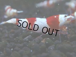 画像1: 032　H 【年末スペシャル！】バンドを極めた三好池のトシのレッドビー！