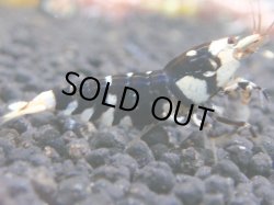 画像1: 076　R 【年末スペシャル！】ここから狙って！新種系色々MIX フライングお宝コスパ50連発！