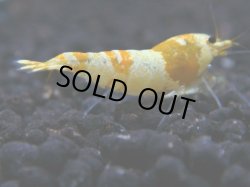 画像1: 091　R 【年末スペシャル！】ここから狙って！新種系色々MIX フライングお宝コスパ50連発！