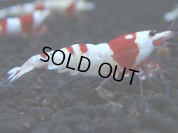 画像1: 042　H 【年末スペシャル！】PRLモスラ系色濃いレッドビー！