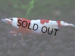 画像1: 001　H 【年末スペシャル！】アワード決勝進出！ウルトラレッドのハイグレード！