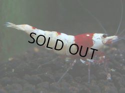 画像1: 004　H 【年末スペシャル！】アワード決勝進出！ウルトラレッドのハイグレード！