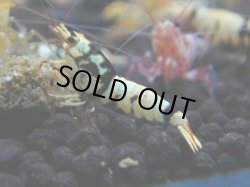 画像1: 087　R 【年末スペシャル！】ここから狙って！新種系色々MIX フライングお宝コスパ50連発！