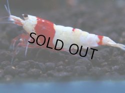 画像1: 019　H 【年末スペシャル！】アワード決勝進出！ウルトラレッドのハイグレード！