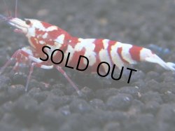 画像1: 070　R 【年末スペシャル！】ここから狙って！新種系色々MIX フライングお宝コスパ50連発！