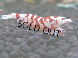 画像1: 079　R 【年末スペシャル！】ここから狙って！新種系色々MIX フライングお宝コスパ50連発！