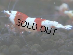 画像1: 040　H 【年末スペシャル！】バンドを極めた三好池のトシのレッドビー！