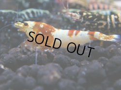 画像1: 064　R 【年末スペシャル！】ここから狙って！新種系色々MIX フライングお宝コスパ50連発！