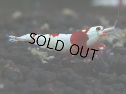 画像1: 006　H 【年末スペシャル！】アワード決勝進出！ウルトラレッドのハイグレード！