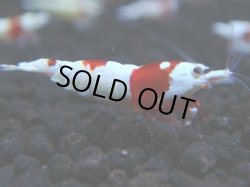 画像1: 046　H 【年末スペシャル！】PRLモスラ系色濃いレッドビー！