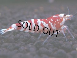 画像1: 243　R 【年末スペシャル！】KOREA ECOPIA レッドファンシー最高峰！50連発！