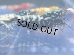 画像1: 427　R 【年末スペシャル！】年末モードもミポリンフラッシュ100連発！！