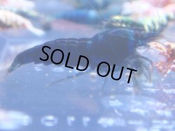 画像1: 412　R 【年末スペシャル！】年末モードもミポリンフラッシュ100連発！！