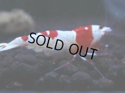 画像1: 324　H 【年末スペシャル！】ハイグレード対決！涼風シュリンプ