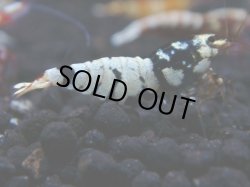 画像1: 152　R 【年末スペシャル！】新種系色々MIXフルボディMIX100連発！