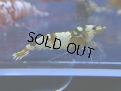 画像1: 402　R 【年末スペシャル！】年末モードもミポリンフラッシュ100連発！！