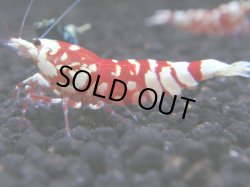 画像1: 157　R 【年末スペシャル！】新種系色々MIXフルボディMIX100連発！