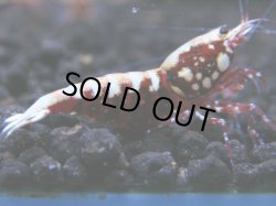 画像1: 189　R 【年末スペシャル！】新種系色々MIXフルボディMIX100連発！