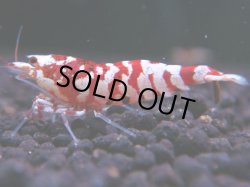 画像1: 230　R 【年末スペシャル！】KOREA ECOPIA レッドファンシー最高峰！50連発！