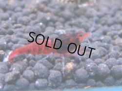 画像1: 252　R 【年末スペシャル！】アユチャンス♫　５０連発！！