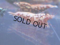 画像1: 453　R 【年末スペシャル！】年末モードもミポリンフラッシュ100連発！！