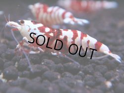 画像1: 231　R 【年末スペシャル！】KOREA ECOPIA レッドファンシー最高峰！50連発！