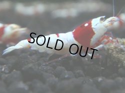 画像1: 306　H 【年末スペシャル！】ハイグレード対決！シュリンプMASA