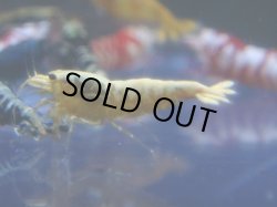 画像1: 429　R 【年末スペシャル！】年末モードもミポリンフラッシュ100連発！！