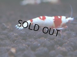 画像1: 322　H 【年末スペシャル！】ハイグレード対決！涼風シュリンプ