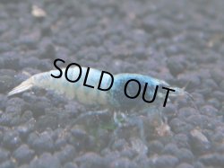 画像1: 257　R 【年末スペシャル！】アユチャンス♫　５０連発！！