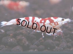 画像1: 218　R 【年末スペシャル！】KOREA ECOPIA レッドファンシー最高峰！50連発！