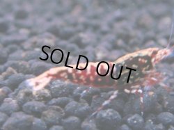 画像1: 295　R 【年末スペシャル！】アユチャンス♫　５０連発！！