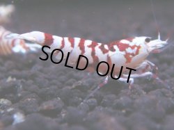 画像1: 238　R 【年末スペシャル！】KOREA ECOPIA レッドファンシー最高峰！50連発！