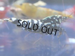 画像1: 416　R 【年末スペシャル！】年末モードもミポリンフラッシュ100連発！！